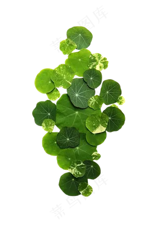 绿色水莲绿色植物水上漂