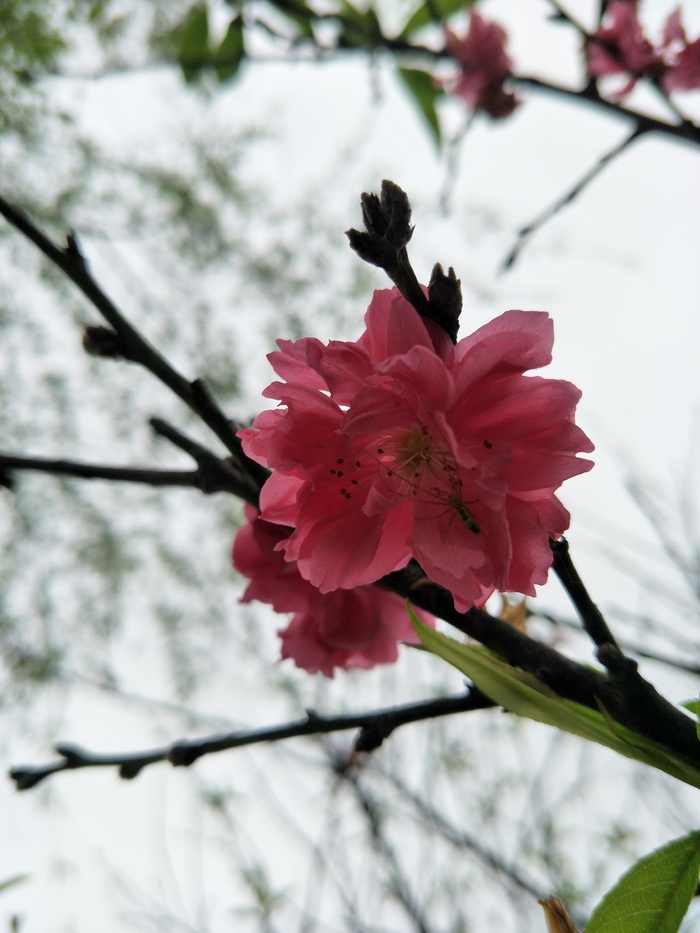 春矣花儿开