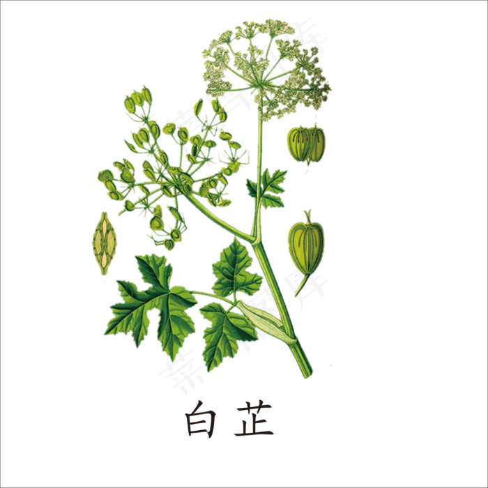 手绘草本中药药材白芷