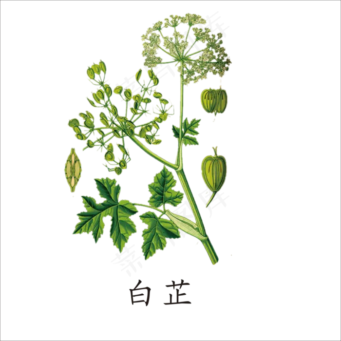 手绘草本中药药材白芷