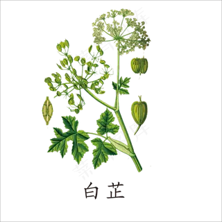 手绘草本中药药材白芷
