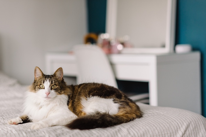 可爱猫咪猫猫摄影素材