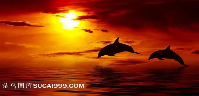 黄昏跃入海的海豚剪影唯美风景图片