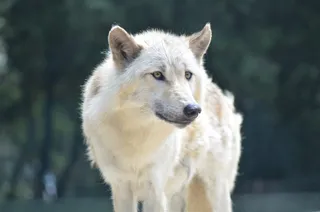 目光炯炯的狼图片