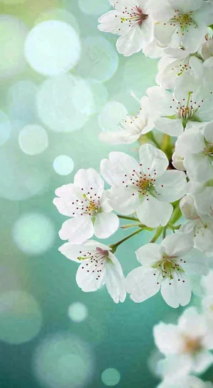 春天开满枝头的白色樱花花朵立春惊蛰春分摄影图