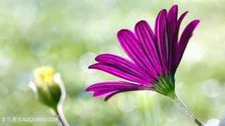 唯美花卉时尚壁纸