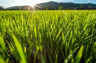 清晨绿色的稻田摄影图