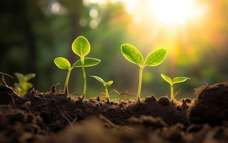 植物幼苗在阳光下发芽摄影图壁纸