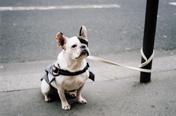呆萌法斗犬图片