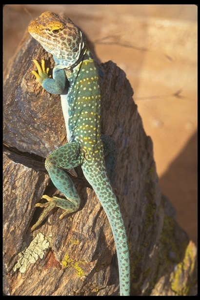 沙漠风光 37