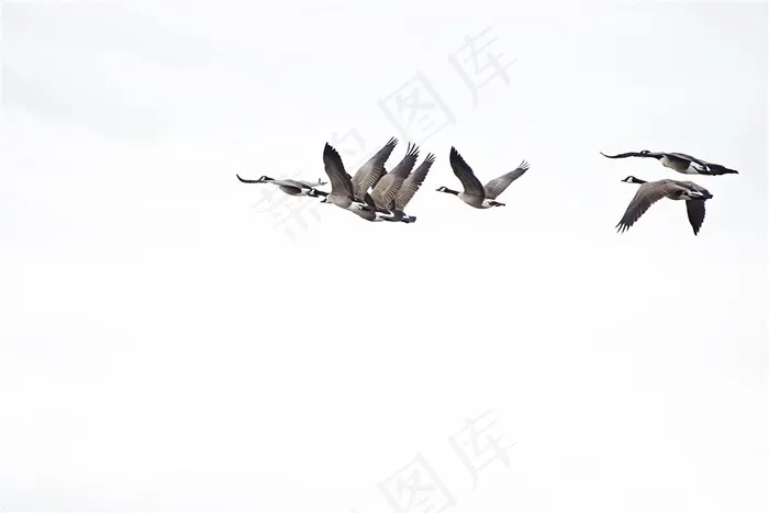 在天空中飞翔的大雁高清图片