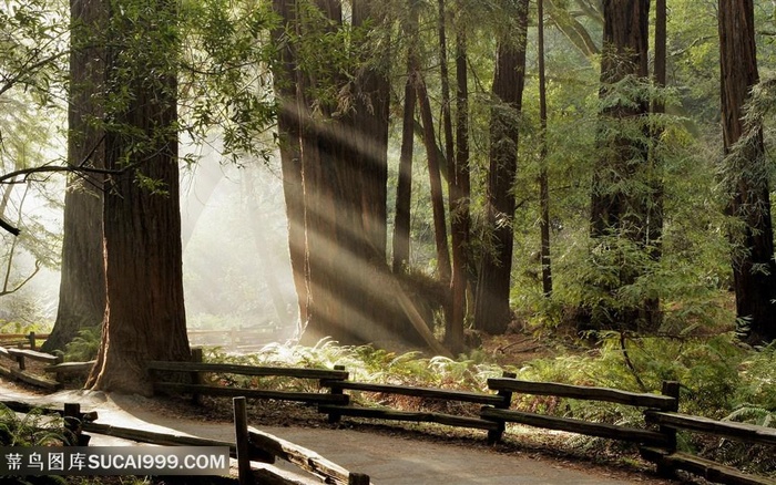 深山大树风景画