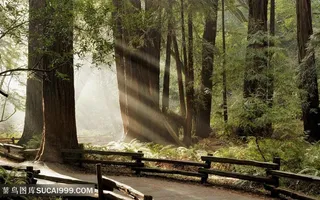 深山大树风景画