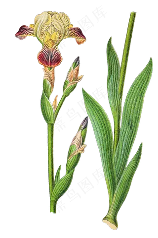 手绘草本中药药材