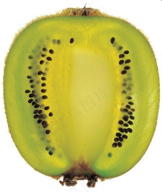 猕猴桃素材图片
