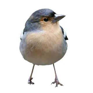 免抠小鸟实物摄影图片