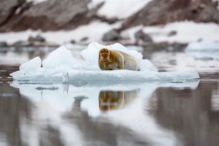 唯美野生动物冰面上的海狮图片