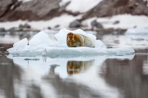 唯美野生动物冰面上的海狮图片
