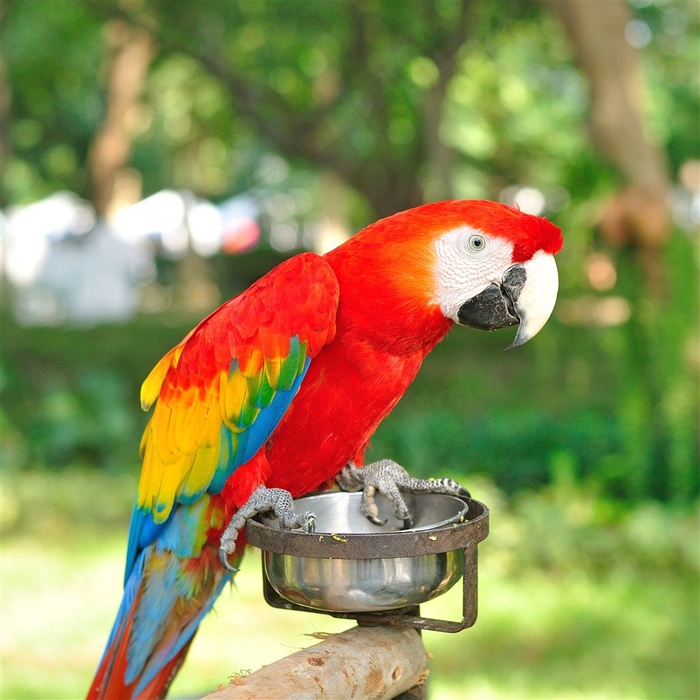 在吃食的金刚鹦鹉近景特写