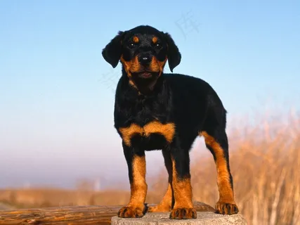罗威纳犬图片 罗威纳犬图片