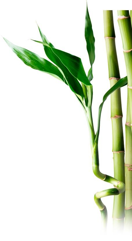 竹子 PNG免抠(455x830)
