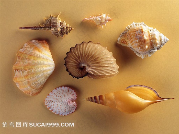漂亮的海贝摄影素材