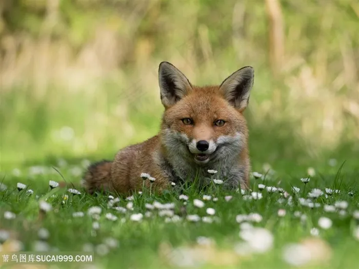 野生动物躺在花海的狐狸图片