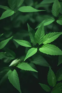 简约树叶清新绿色大气摄影背景