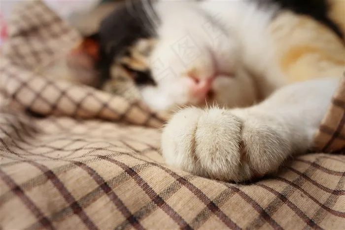 伸出一只瓜子的小花猫