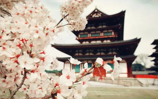 古风樱花图片 古风樱花图片