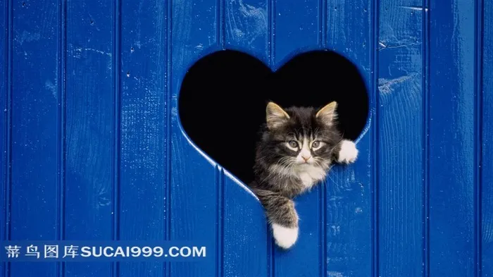 心形窗子上爬着的小猫摄影素材