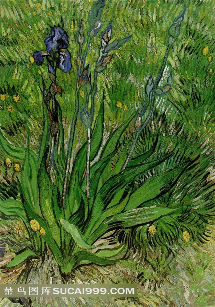 鸢尾花油画素材