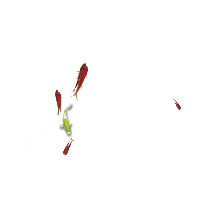 鱼古典元素传统