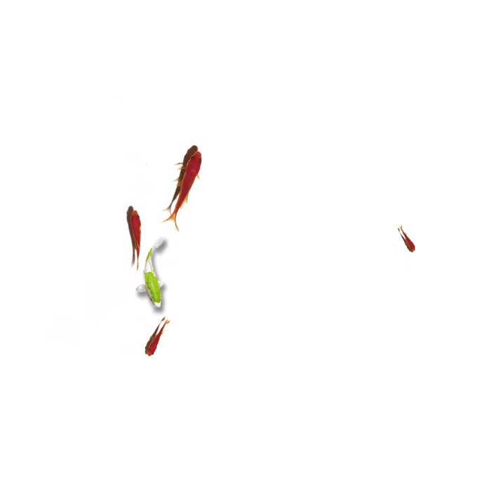 鱼古典元素传统