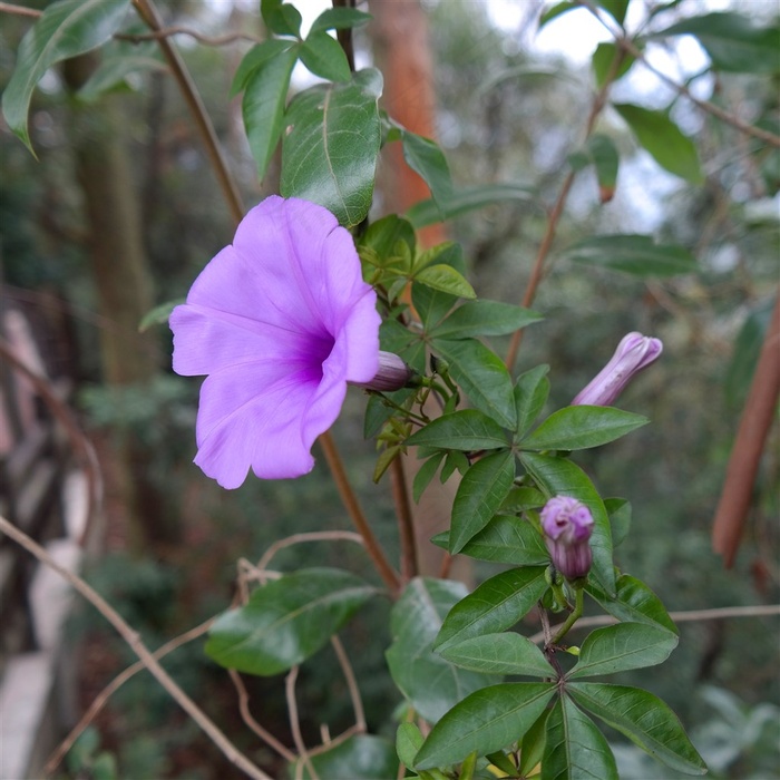 广东圭峰山牵牛花