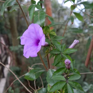 广东圭峰山牵牛花 广东圭峰山牵牛花