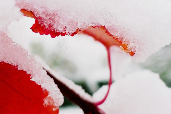 积雪上的红叶