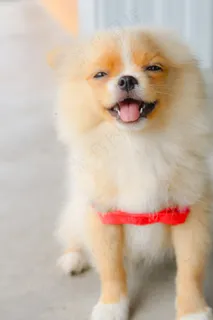 憨笑博美犬图片 憨笑博美犬图片