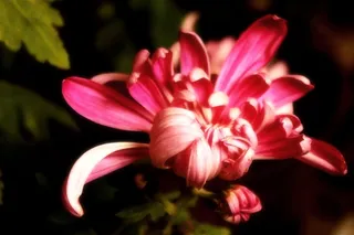 鲜花系列各种颜色的菊花素材