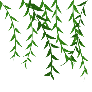 春天绿色春季水墨柳树柳条柳叶春季海报设计PNG免扣素材 春天绿色春季水墨柳树柳条柳叶春季海报设计PNG免扣素材