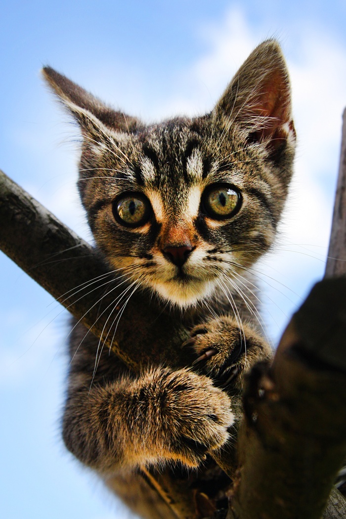 猫流浪猫野猫山猫动物猫仔设计素材小猫