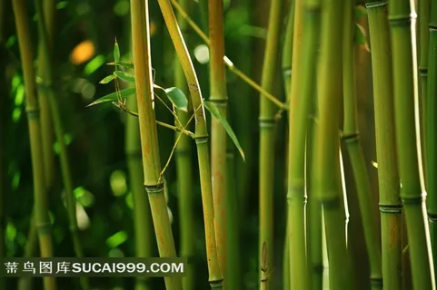 端午节广告元素 绿色植物竹子 端午节广告元素 绿色植物竹子