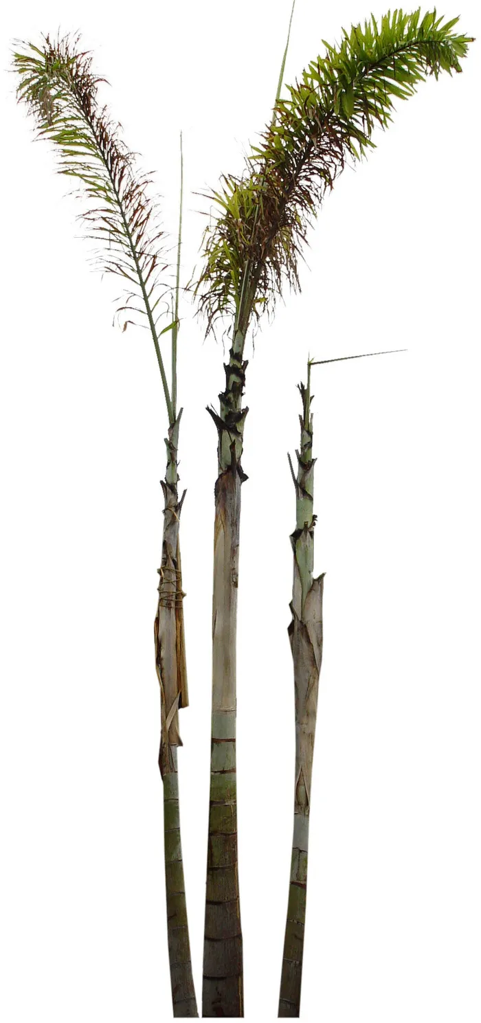 高清树木素材 免抠PSD植物素材 美术绘画园林贴图 树草灌木花草psd模版下载