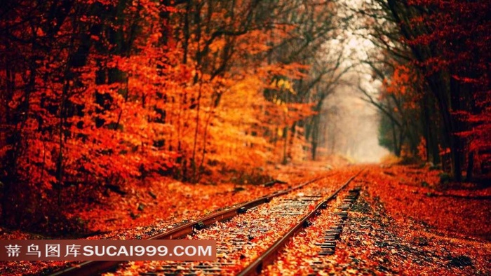 落满枫叶的铁轨