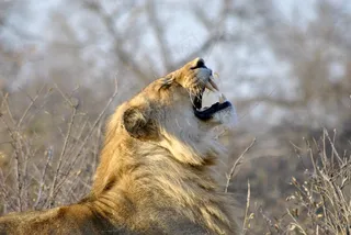 狮子咆哮图片