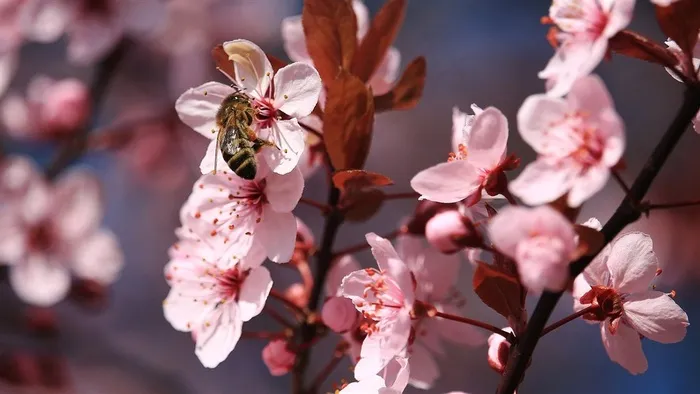 桃花上采蜜的蜜蜂
