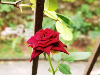 夏季玫红色丝滑黑巴克月季