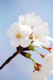 白色樱花鲜花图片