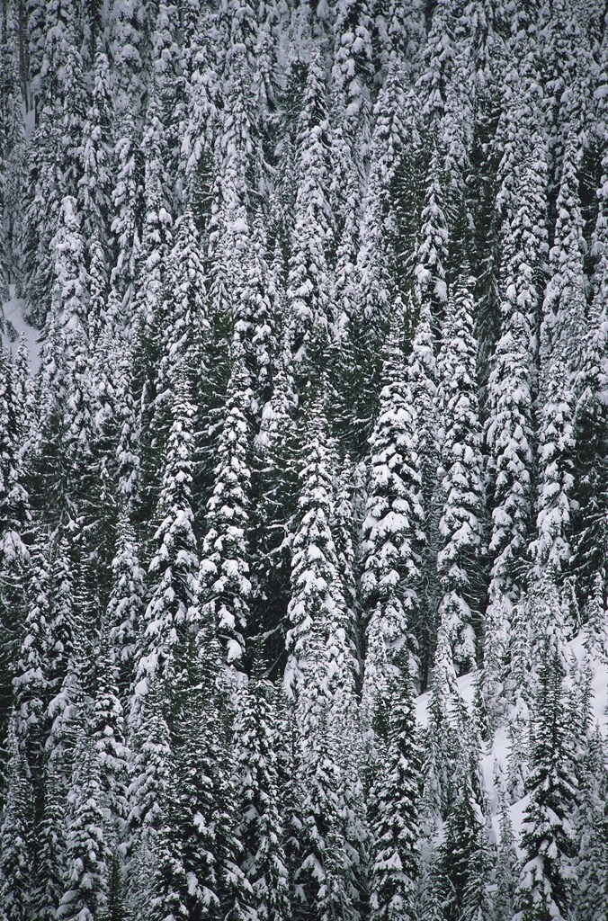 松树林内的松树挂