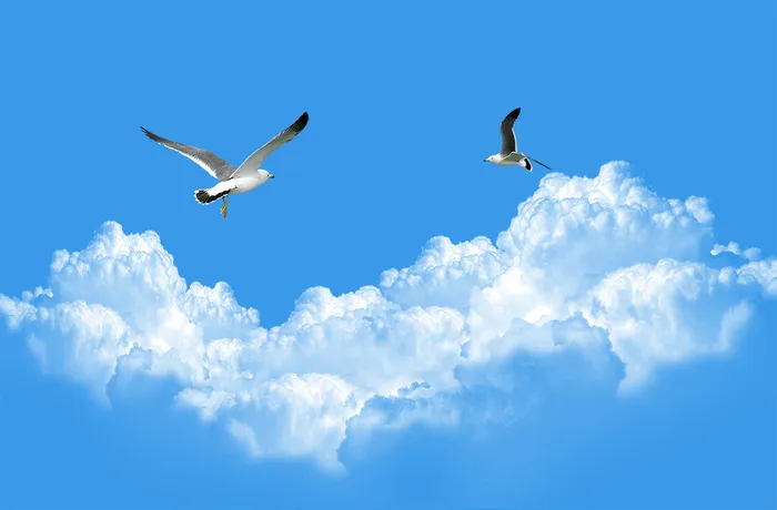 海鸥蓝天白云蓝色背景psd模版下载